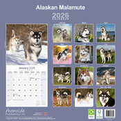 Calendrier papier 2026 Alaskan Malamute Traineau