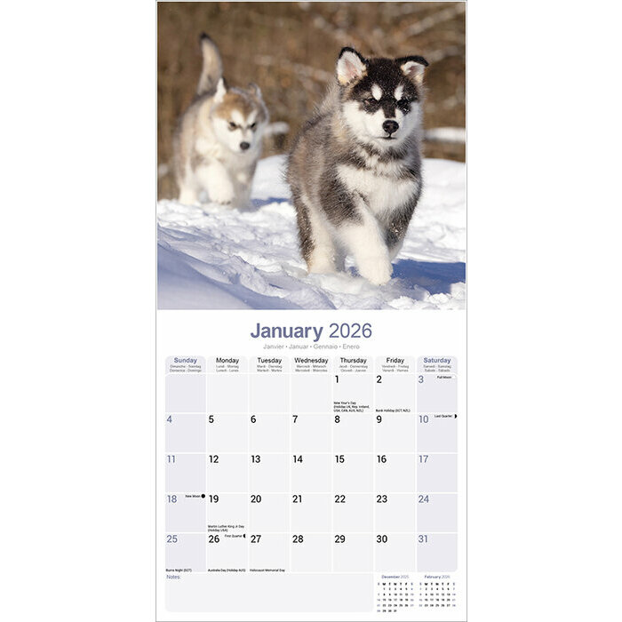 Calendrier 2026 Alaskan Malamute Traineau