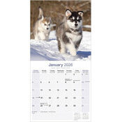 Calendrier 2026 Alaskan Malamute Traineau