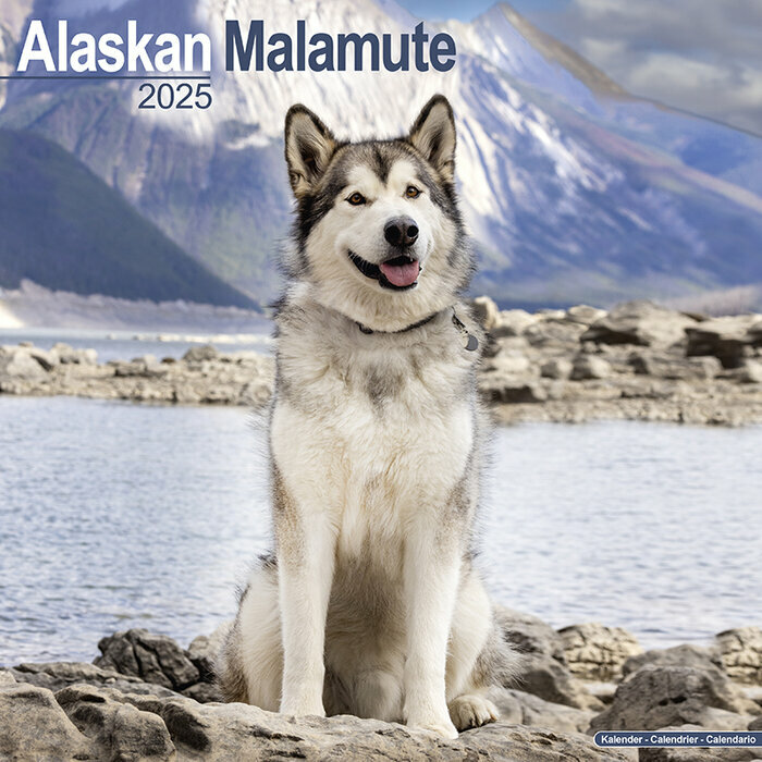 Calendrier Mural 2025 Alaskan Malamute Traineau