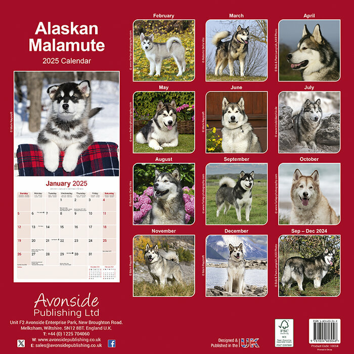 Calendrier Mural 2025 Alaskan Malamute