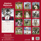 Calendrier Mural 2025 Alaskan Malamute