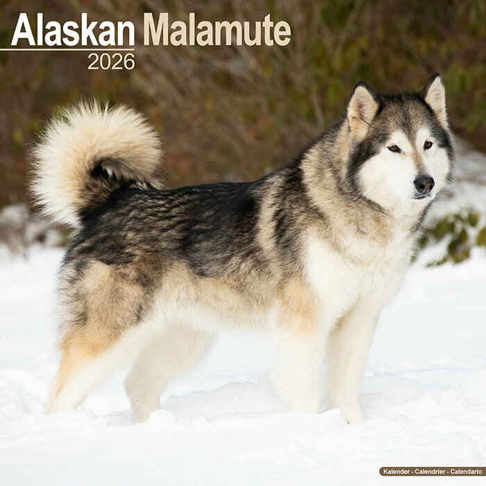 Calendrier Mural 2026 Alaskan Malamute Traineau
