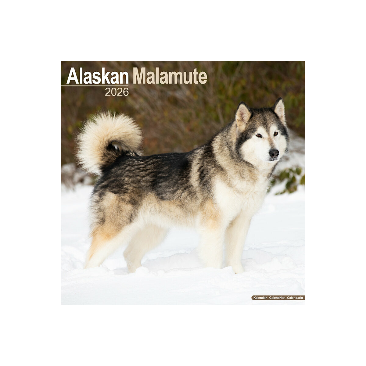 Calendrier Mural 2025 Chien de Race Alaskan Malamute Chien de Traineaux