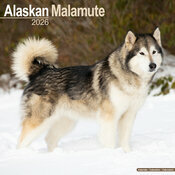 Calendrier Mural 2026 Alaskan Malamute Traineau