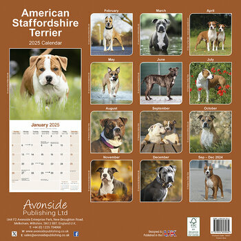 Calendrier 2025 Américan Staffordshire Terrier