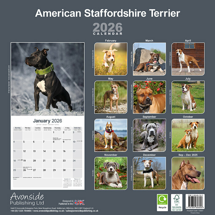 Calendrier 2026 Chien Amrican Staffordshire Terrier
