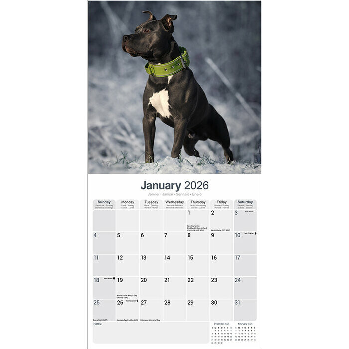 Calendrier 2026 papier Chien Amrican Staffordshire Terrier