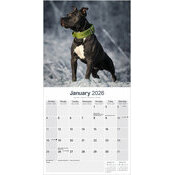 Calendrier 2026 papier Chien Amrican Staffordshire Terrier