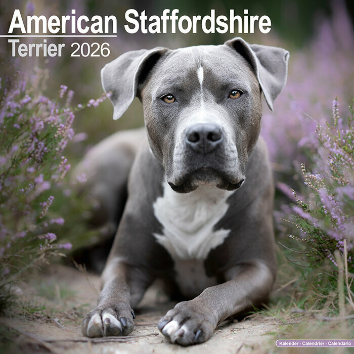 Calendrier Mural 2026 Chien Amrican Staffordshire Terrier