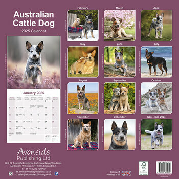 Calendrier 2025 Australian Cattle Dog