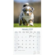 Calendrier 2025 mural Chiot Berger Australien Bleu Merle