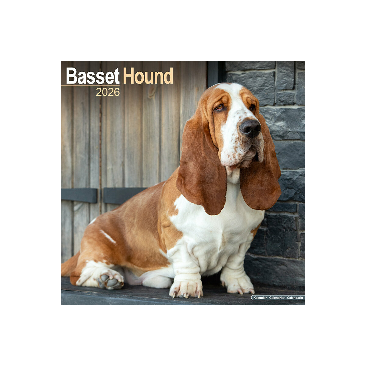 Calendrier Mural 2025 Chien de Race Basset Hound Chien de Chasse