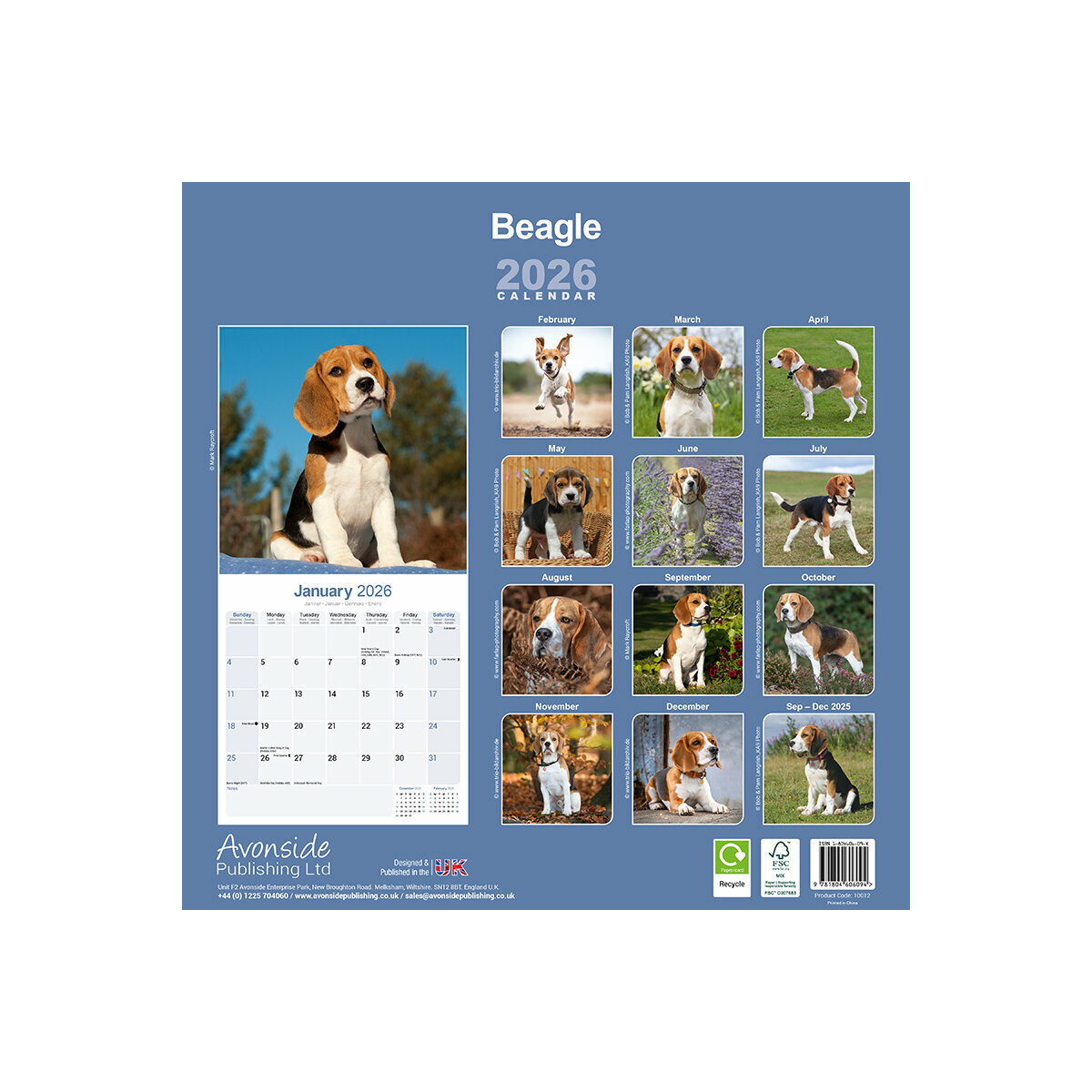 Calendrier Mural 2025 Chien de Race Beagle Chien de Chasse