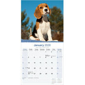 Calendrier 2026 Chien Beagle Nature