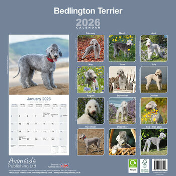 Calendrier 2026 Bedlington Terrier
