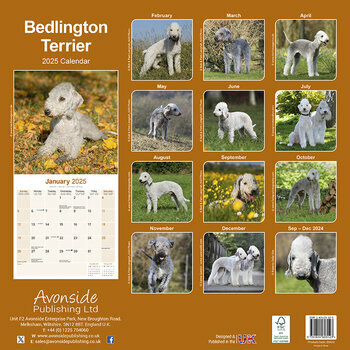 Calendrier 2025 Bedlington Terrier