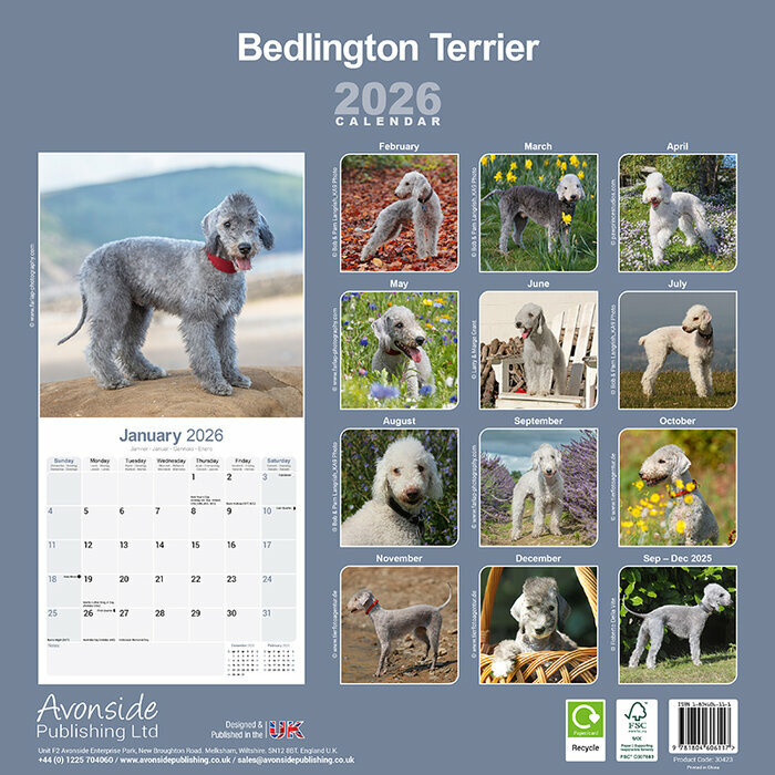 Calendrier papier 2026 Bedlington Terrier