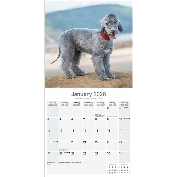 Calendrier 2026  Bedlington Terrier