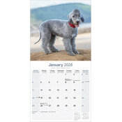 Calendrier 2026  Bedlington Terrier