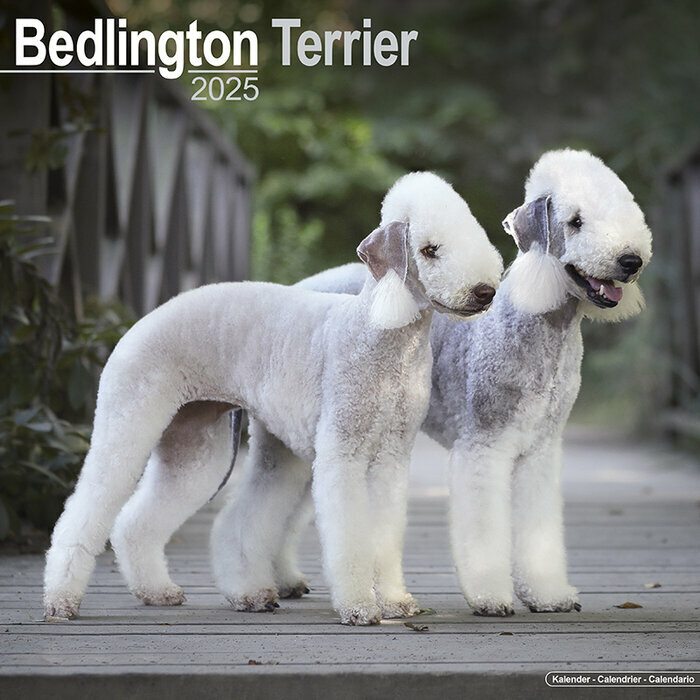 Calendrier Mural 2025 2 Bedlington Terrier