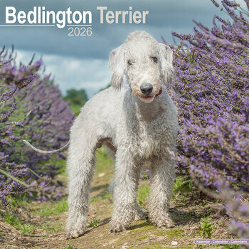 Calendrier 2026 Bedlington Terrier