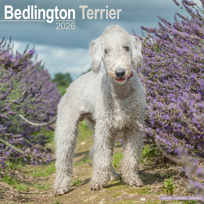 Calendrier Mural 2026 Bedlington Terrier