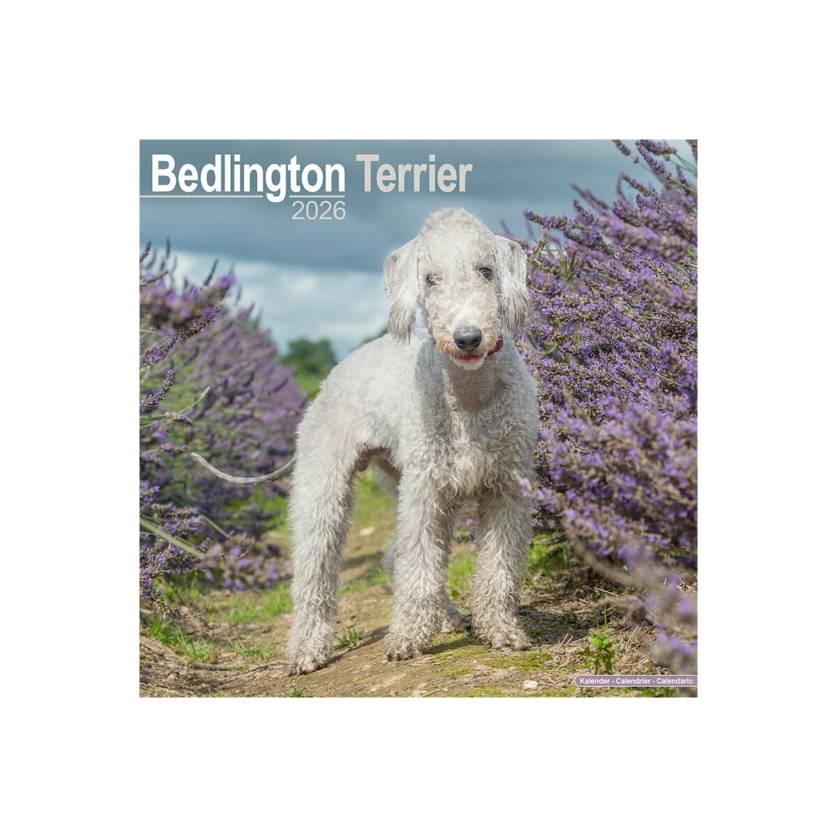 Calendrier Mural 2025 Chien de Race Bedlington Terrier Mouton