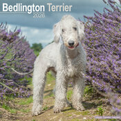 Calendrier Mural 2026 Bedlington Terrier