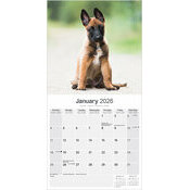 Calendrier 2026 Chien Berger Belge Malinois Tervueren Groenedael