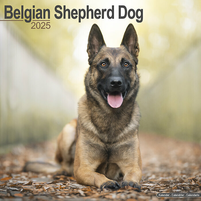 Calendrier Mural Chien Malinois 2025