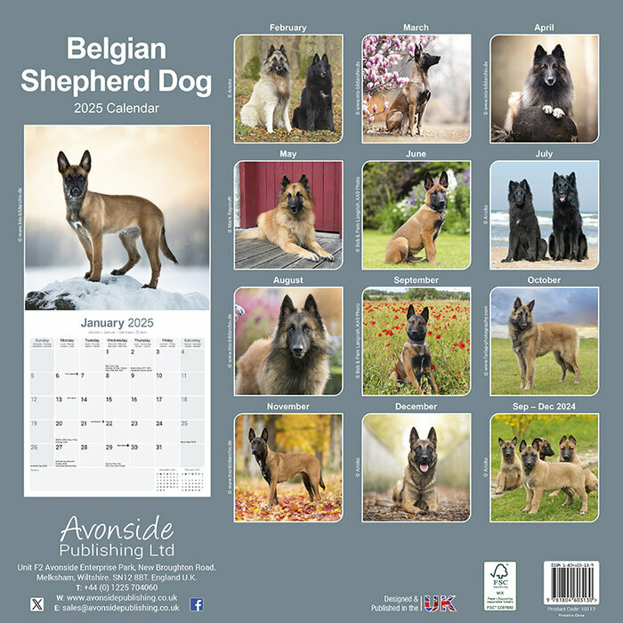 Calendrier 2025 Chien Berger Belge Malinois Tervueren Groenedael