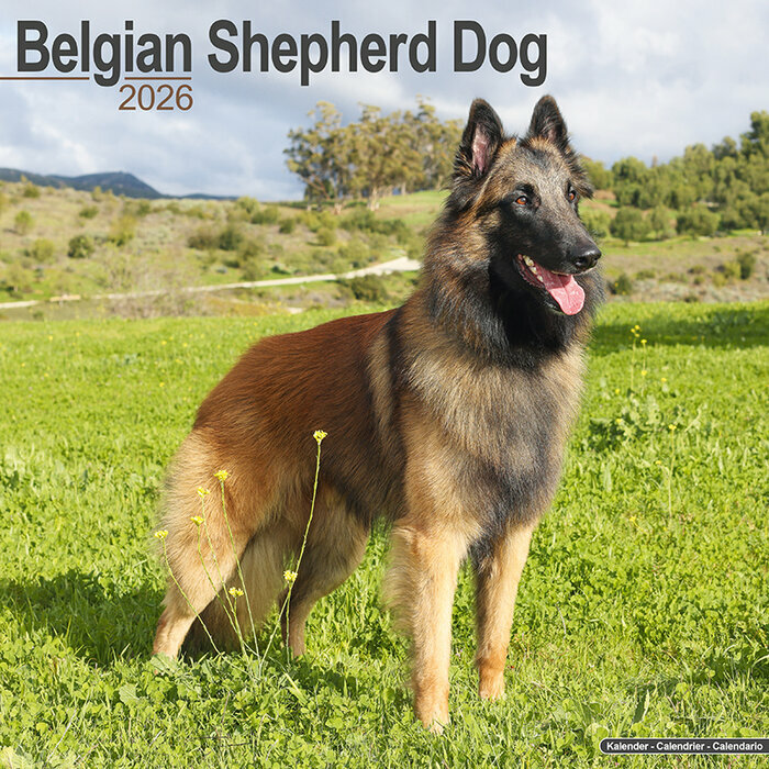 Calendrier Mural Chien Malinois 2026