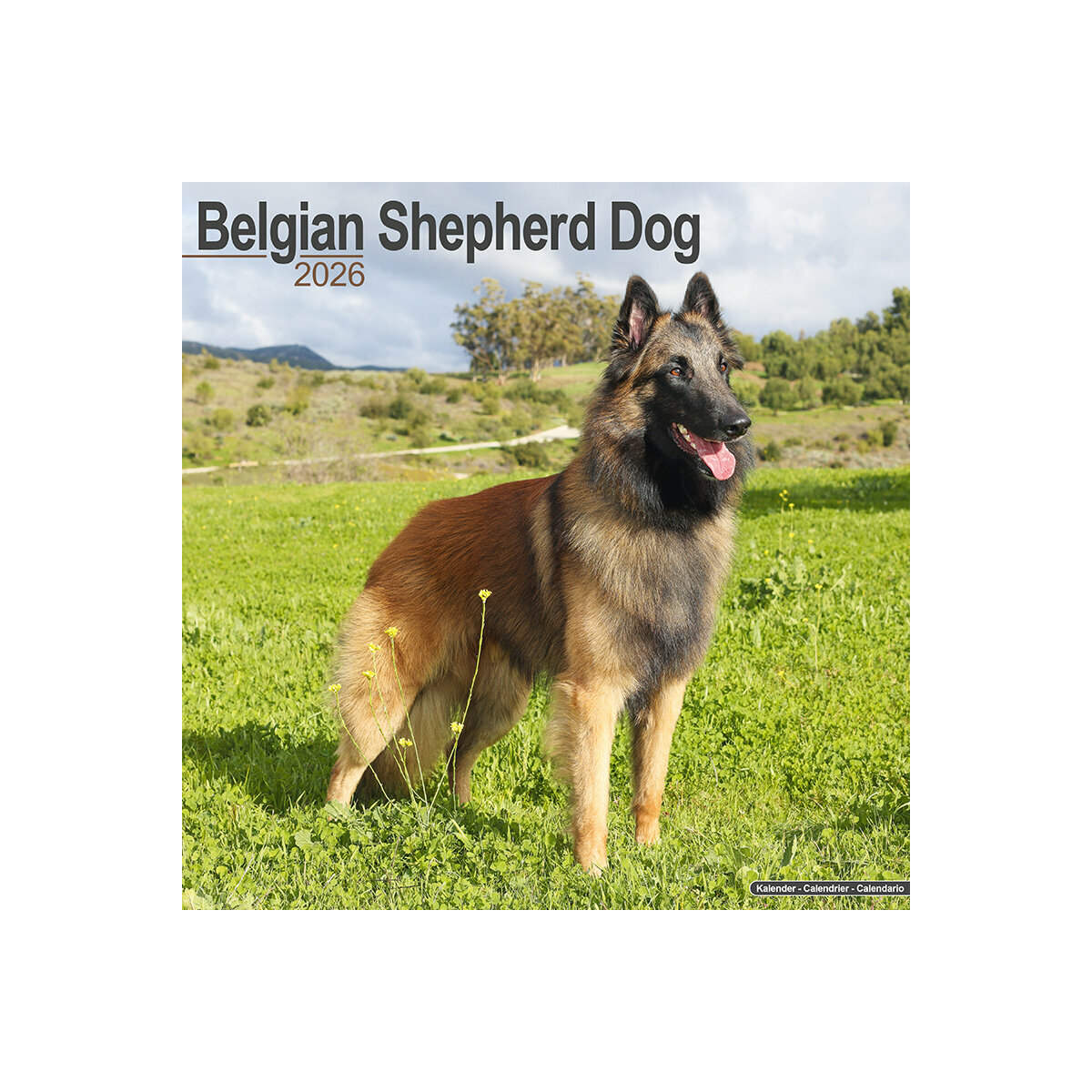 Calendrier Mural 2025 Chien de Race Bergers Belges Malinois Tervueren
