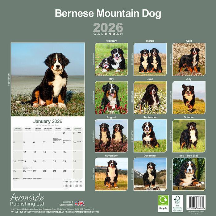Calendrier papier 2026 Bouvier Bernois