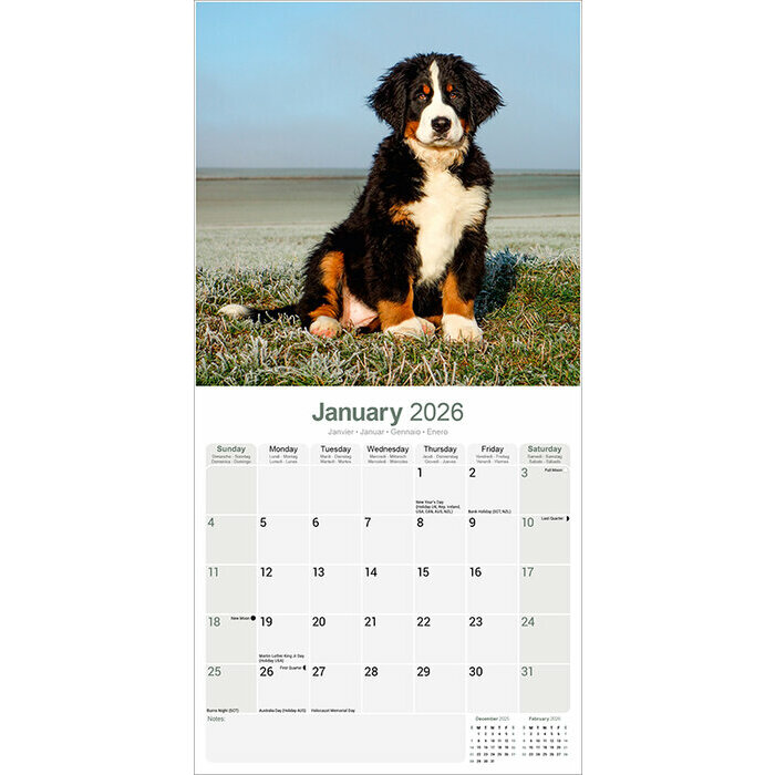 Calendrier 2026 Bouvier Bernois