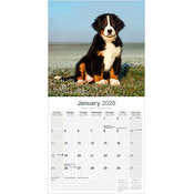 Calendrier 2026 Bouvier Bernois