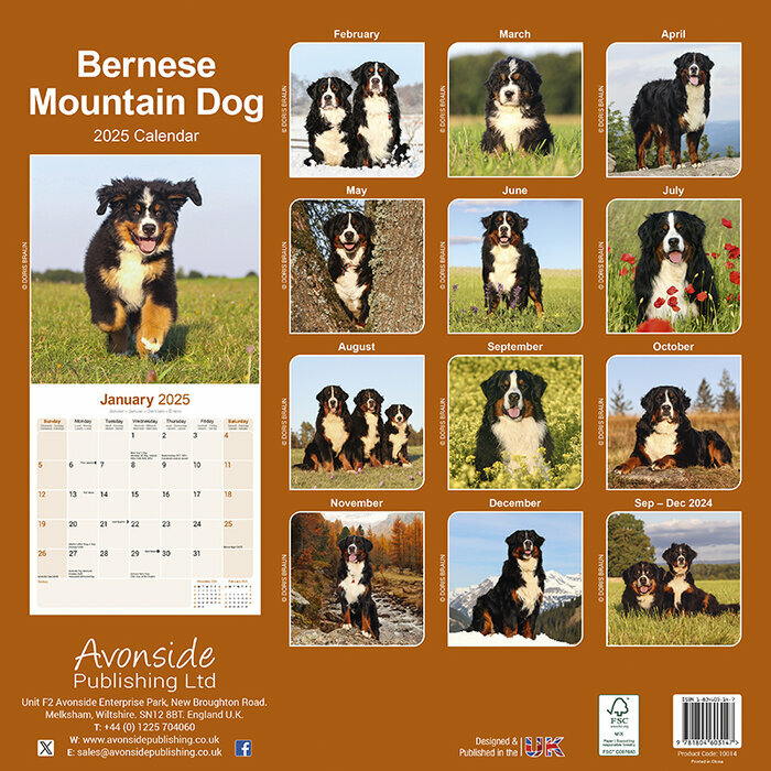 Calendrier Bouvier Bernois Suisse  2025
