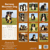 Calendrier Bouvier Bernois Suisse  2025