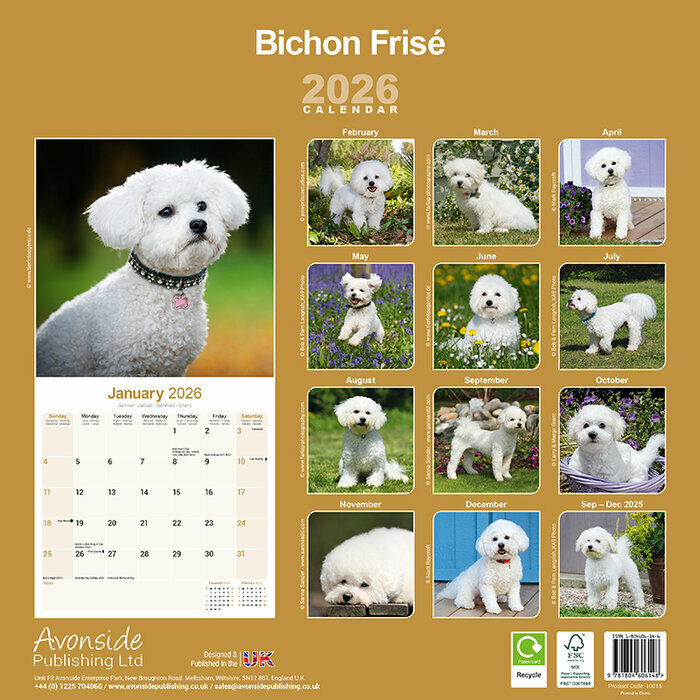 Calendrier papier 2026 Bichon Frisé Nature