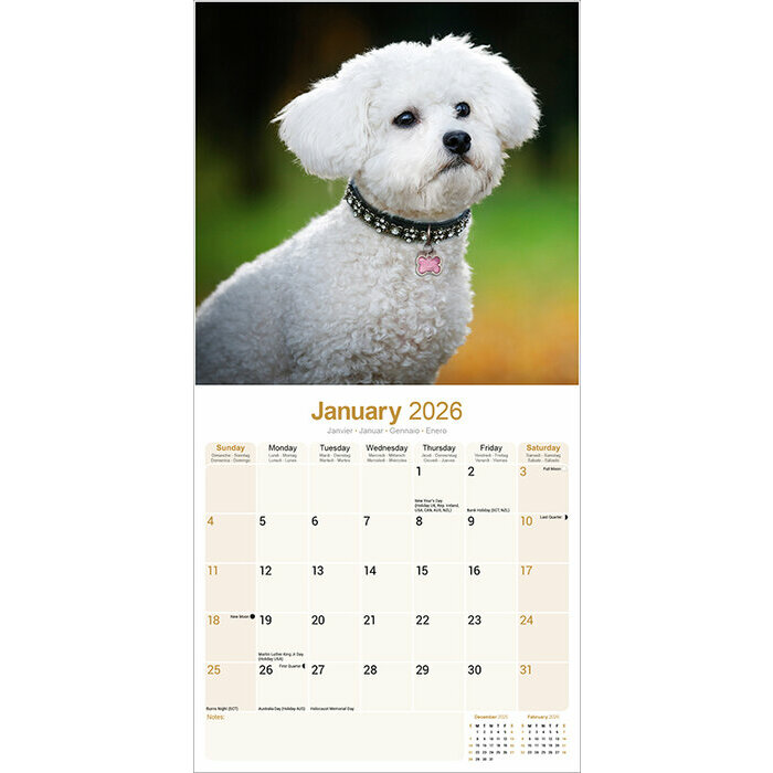 Calendrier 2026 Bichon Frisé Nature