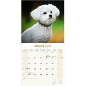 Calendrier 2026 Bichon Frisé Nature