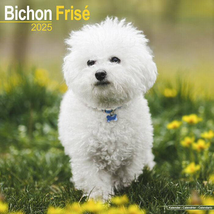 Calendrier Mural 2025 Bichon Frisé Nature