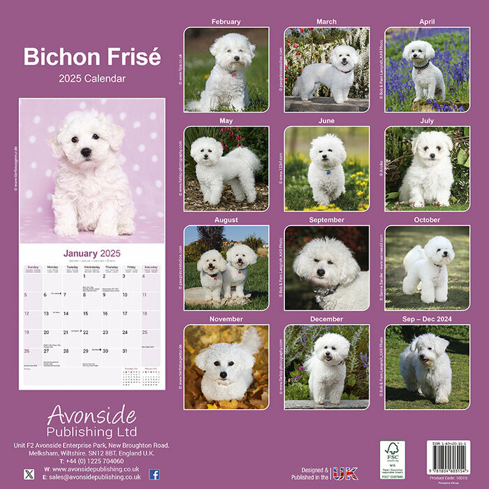 Calendrier 2025 Bichon Frisé