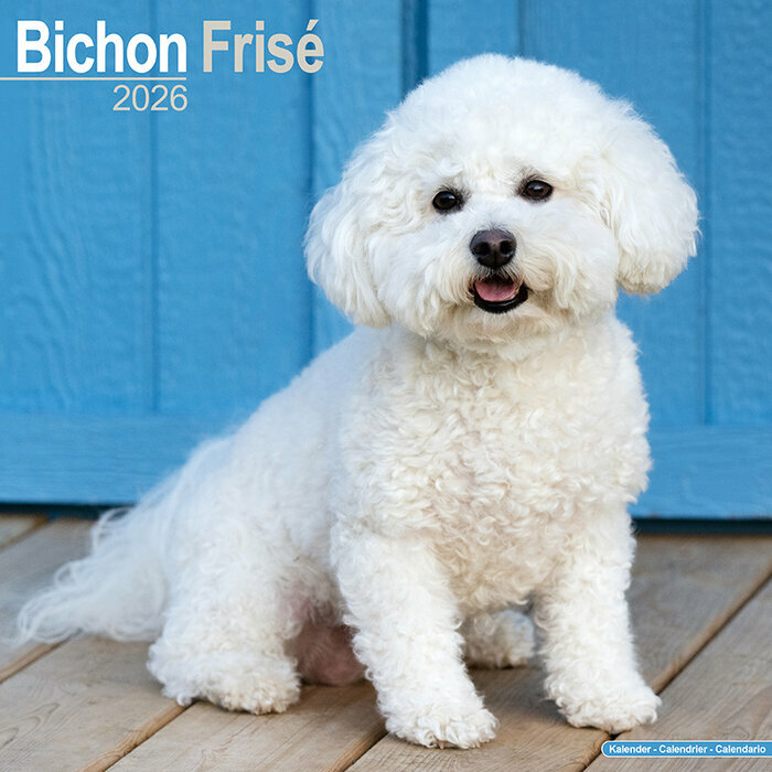 Calendrier Mural 2026 Bichon Frisé Nature