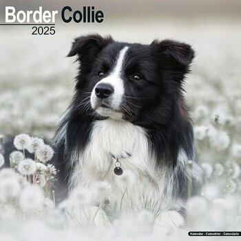 Calendrier 2025 Border Collie