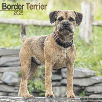 Calendrier 2025 Border Terrier