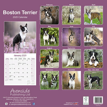 Calendrier 2025 Boston Terrier