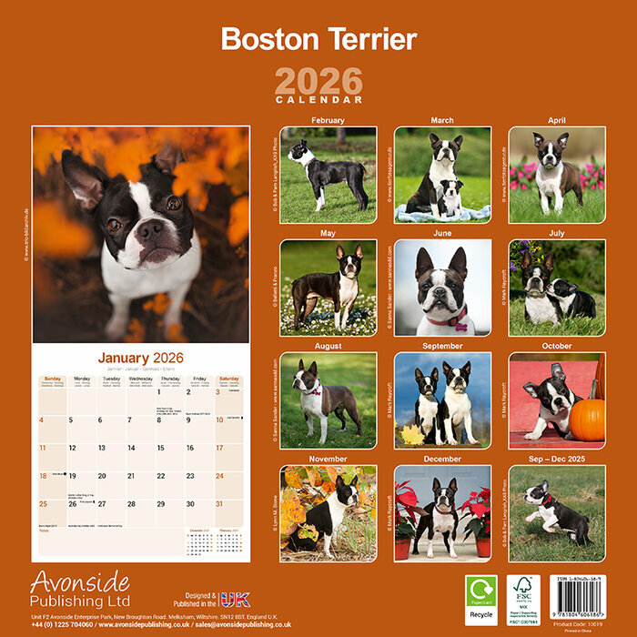 Calendrier papier 2026 Boston Terrier
