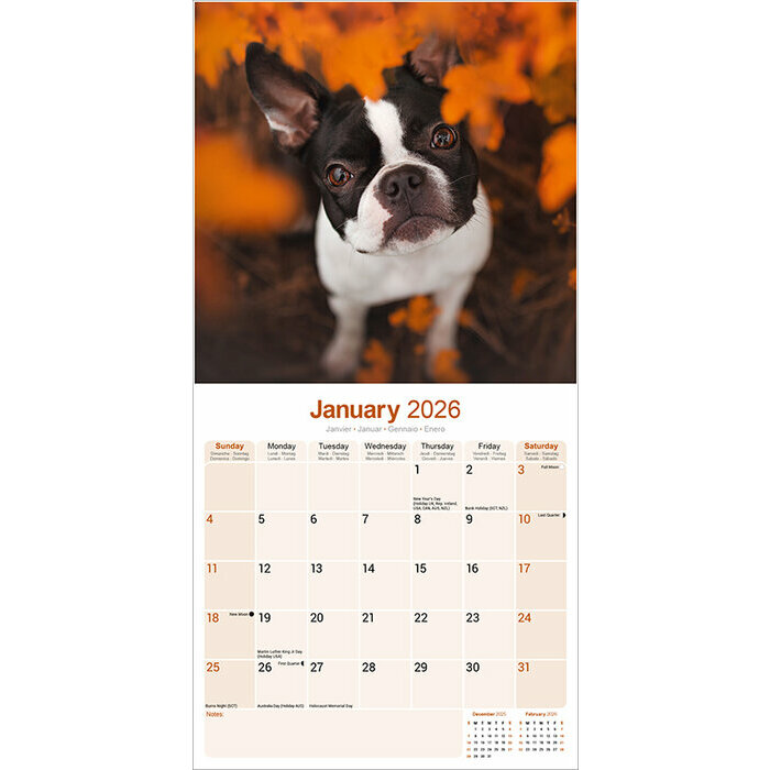 Calendrier 2026 Boston Terrier